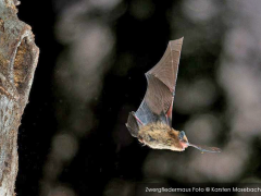 Fledermausführungen im PaM 2025
